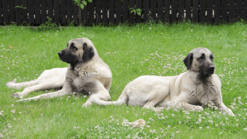 Кангальская овчарка / Kangal Shepherd Dog
