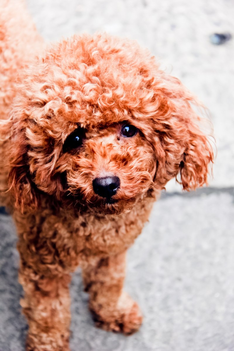 Teddy Poodle порода