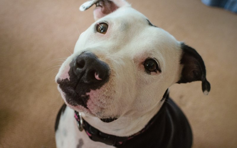 Pitbull sobaka
