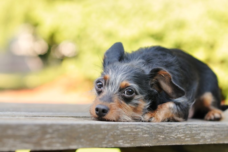 Dog shivering