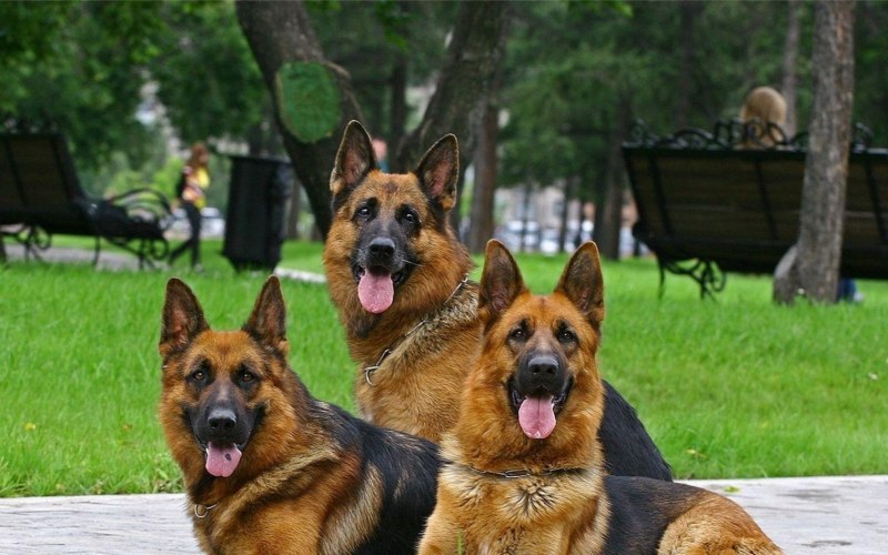 Собаки сторожа