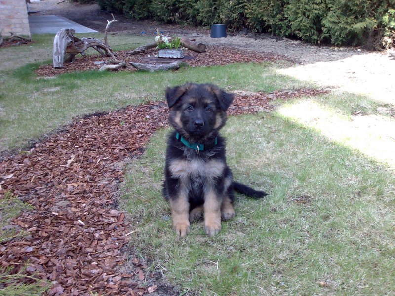 Корм Rottweiler