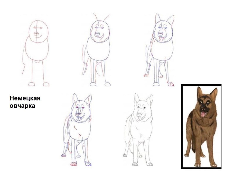 Поэтапный рисунок овчарки