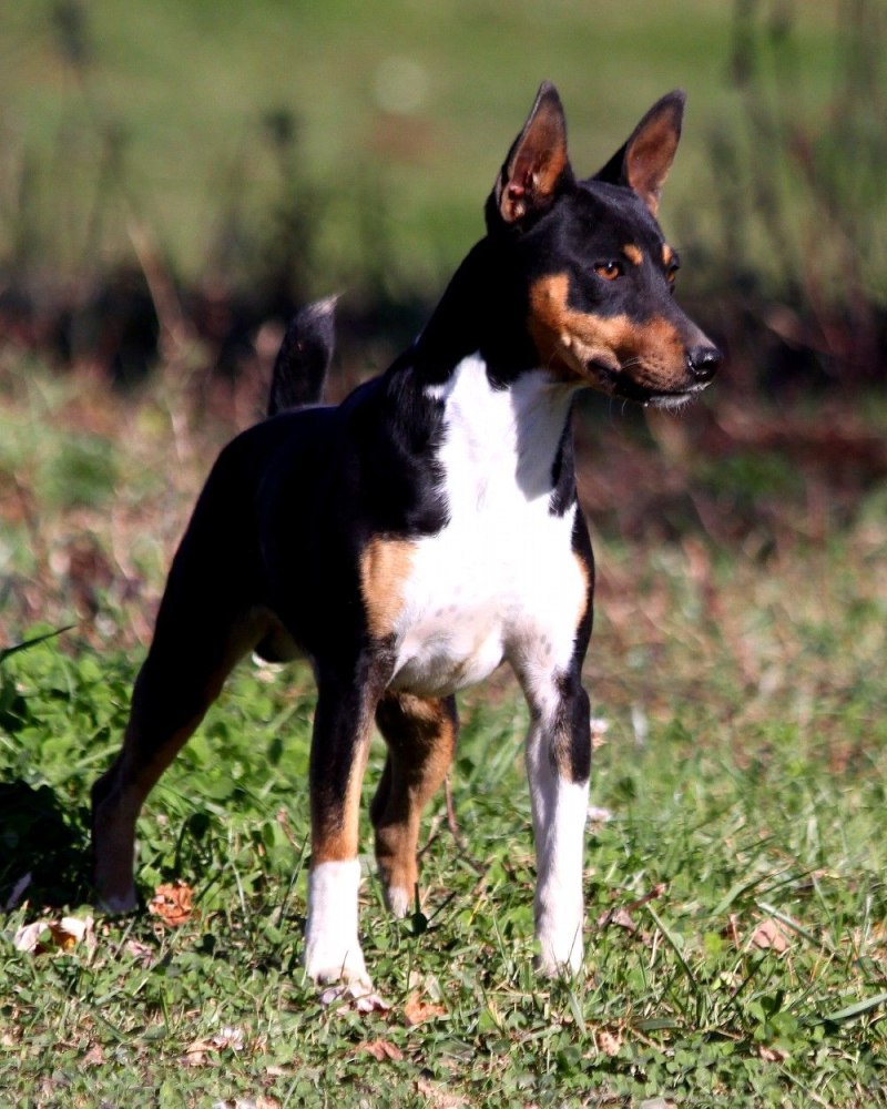 Rat Terrier собака