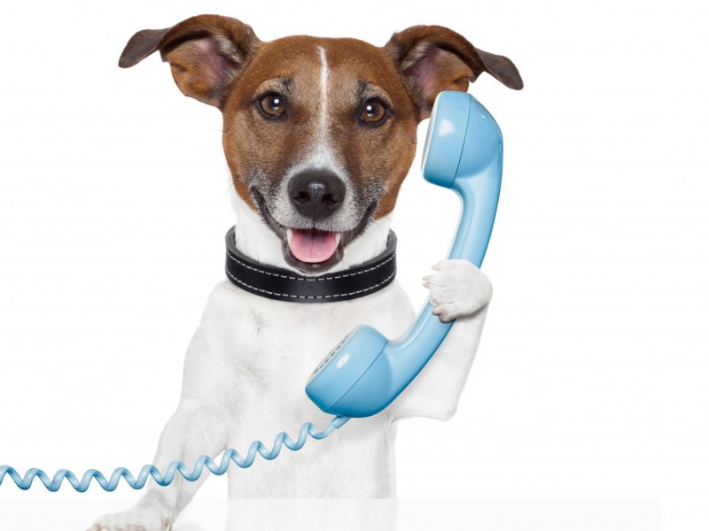 Собакофон (Dogphone)