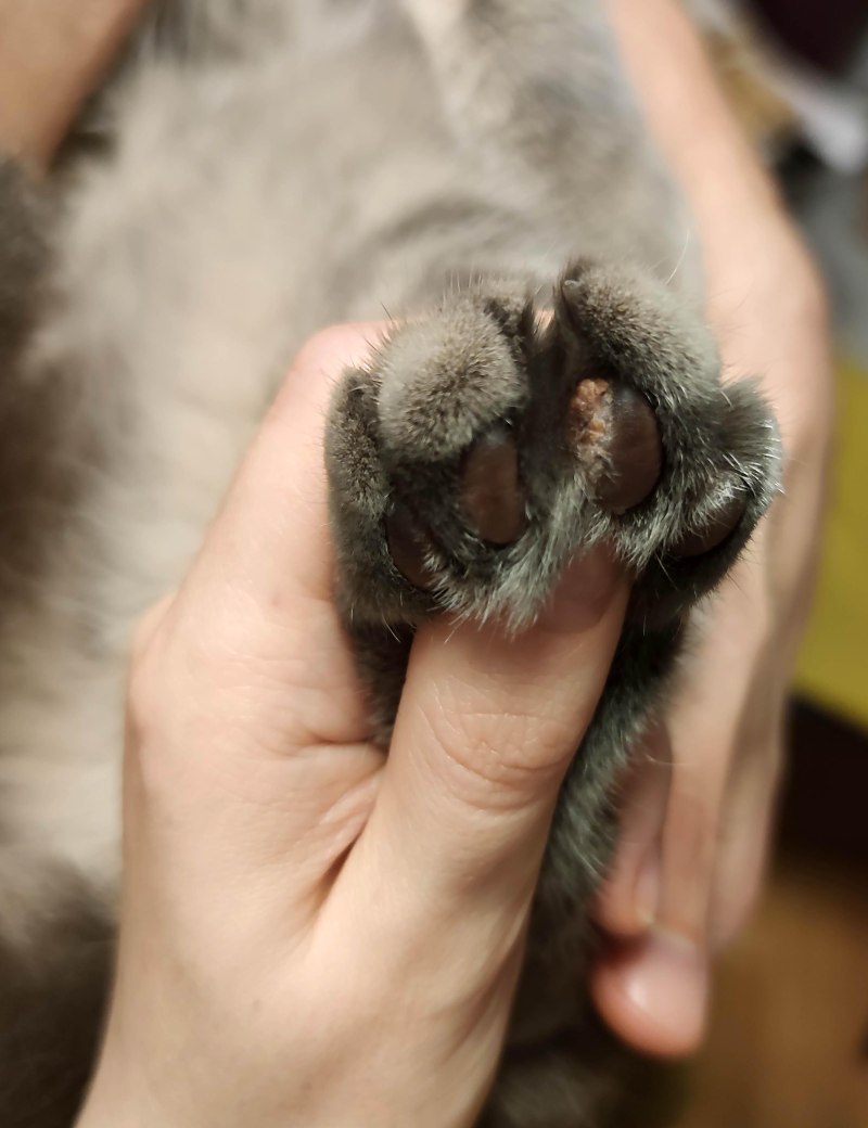Нарост на подушечке у кота