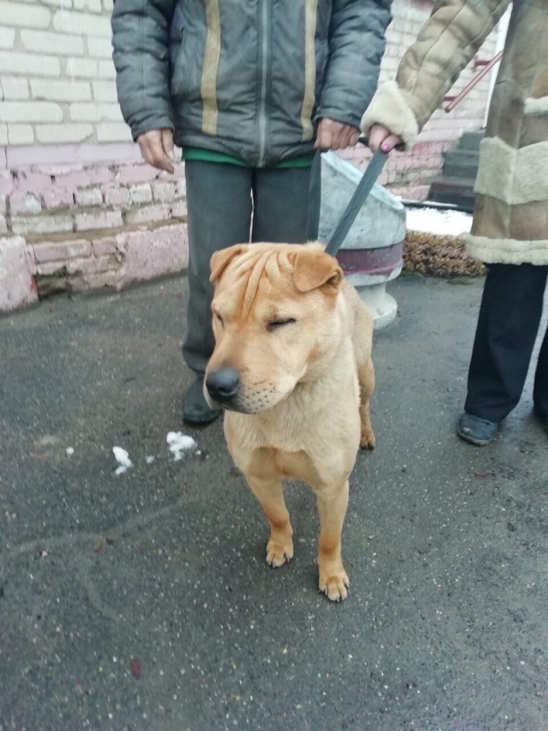 Помесь шарпея