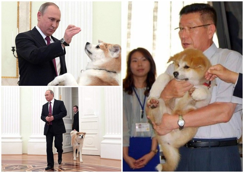 Акита ину Путина