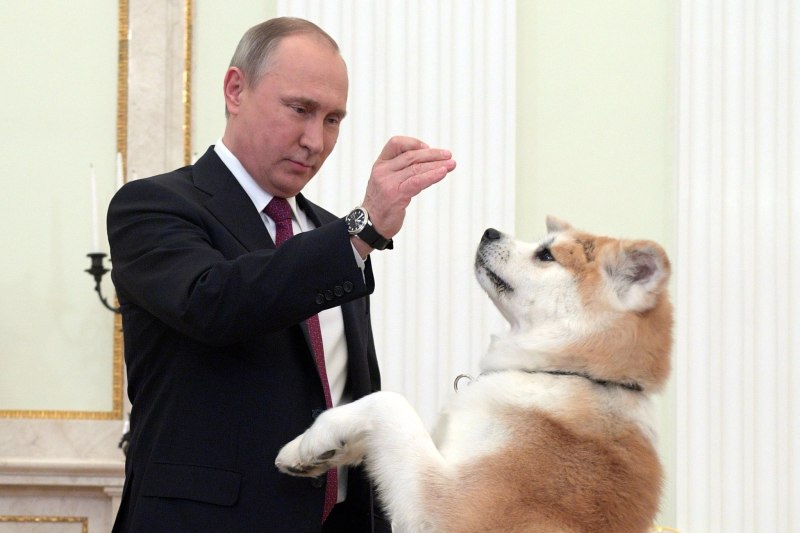 Собака Путина Акита ину