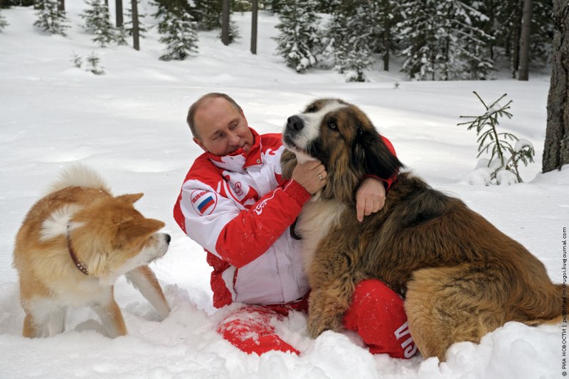 Болгарская овчарка Баффи Путина
