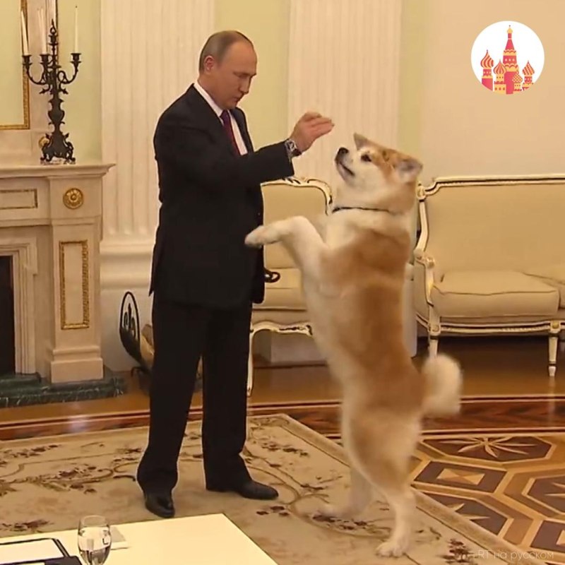 Болгарская овчарка Баффи Путина