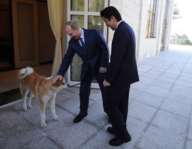 Акита ину Путина Юмэ