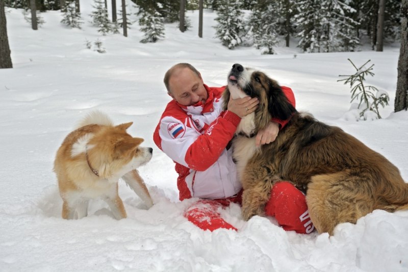 Акита ину Путина