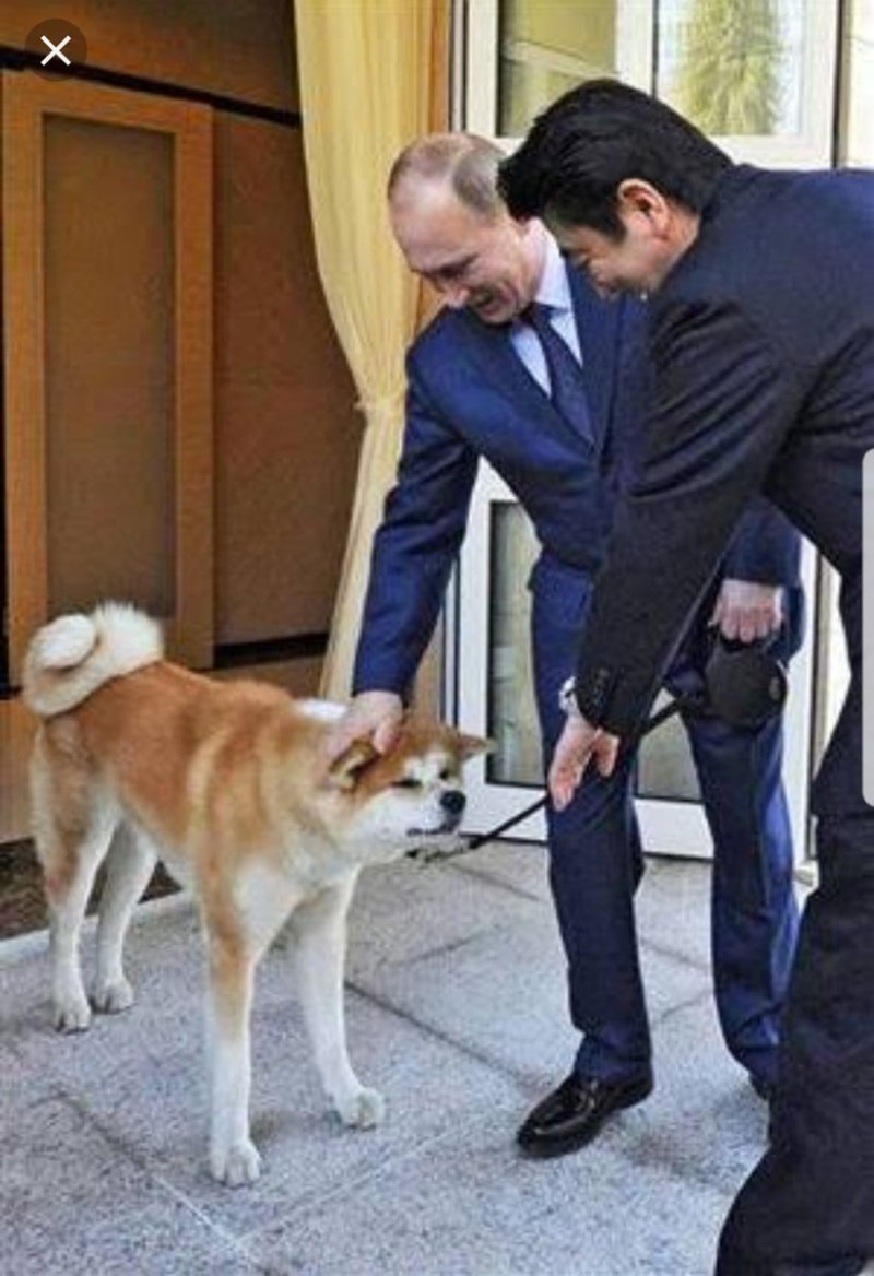 Акита ину Путина