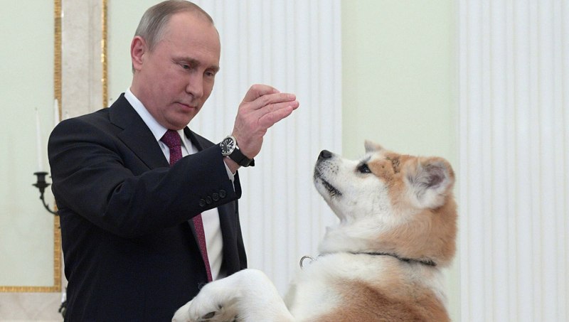 Юмэ собака порода