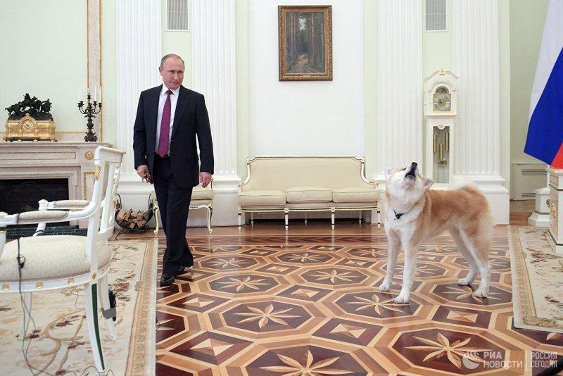 Акита ину и Владимир Владимирович Путин