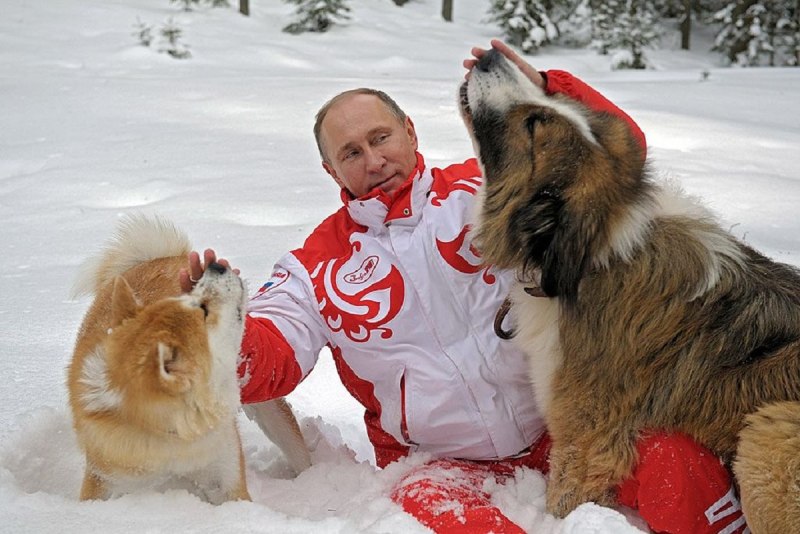 Акита ину Путина Юмэ