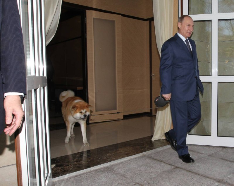 Юмэ собака Путина
