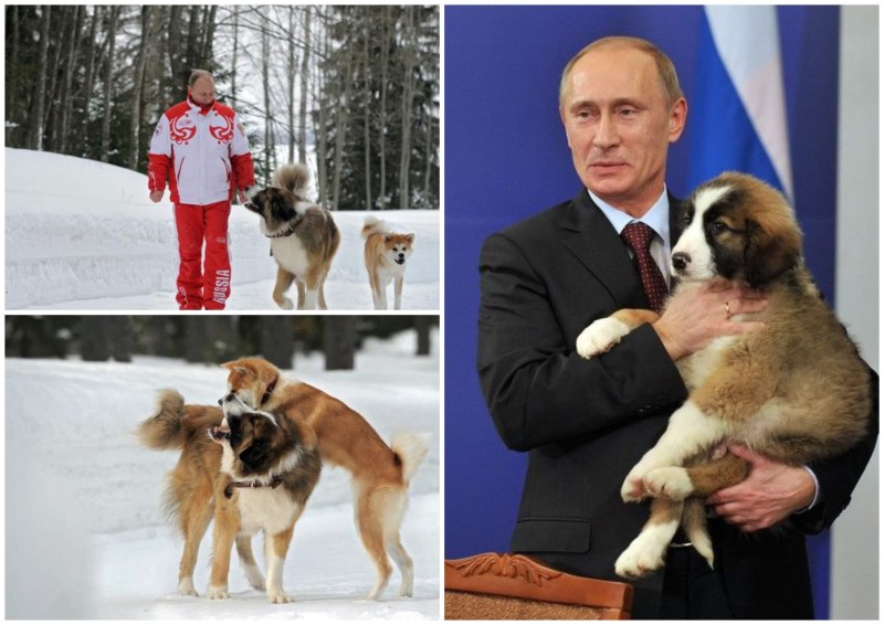 Юмэ собака порода