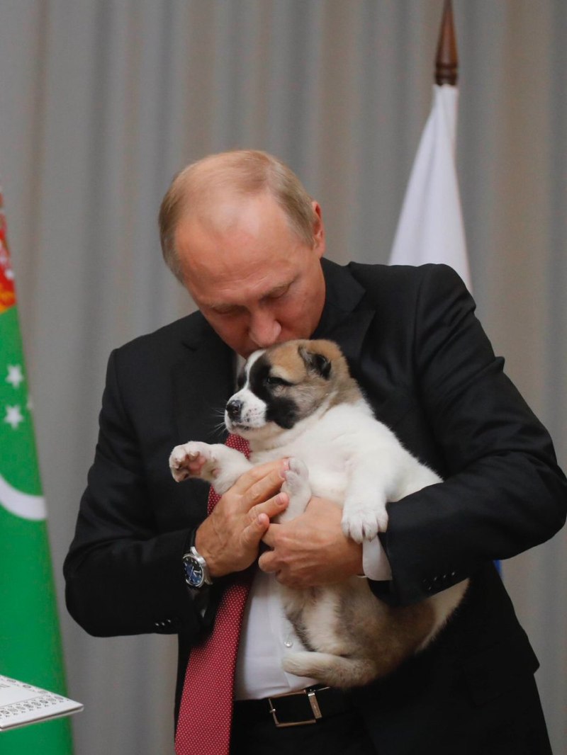 Акита Путина