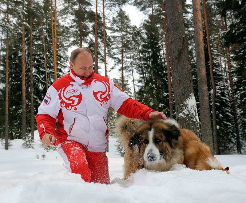 Собака Путина Акита ину