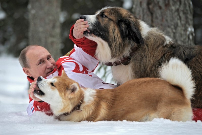 Собаки Путина алабай