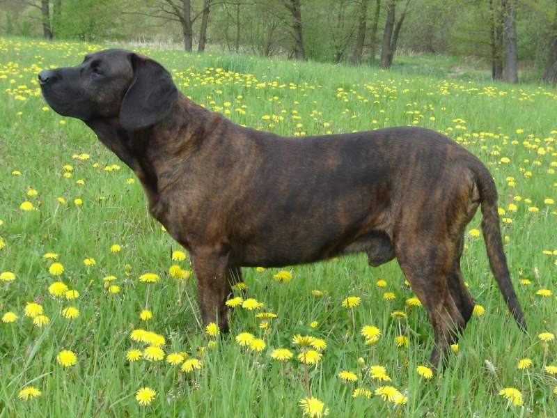 Bavarian Mountain Scenthound
