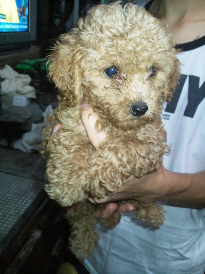 Poodle собака