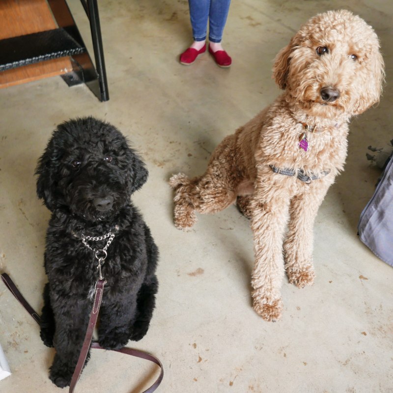Пудель Klein Poodles