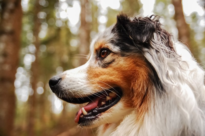 Australian Shepherd