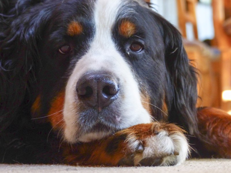 Berner Sennenhund порода