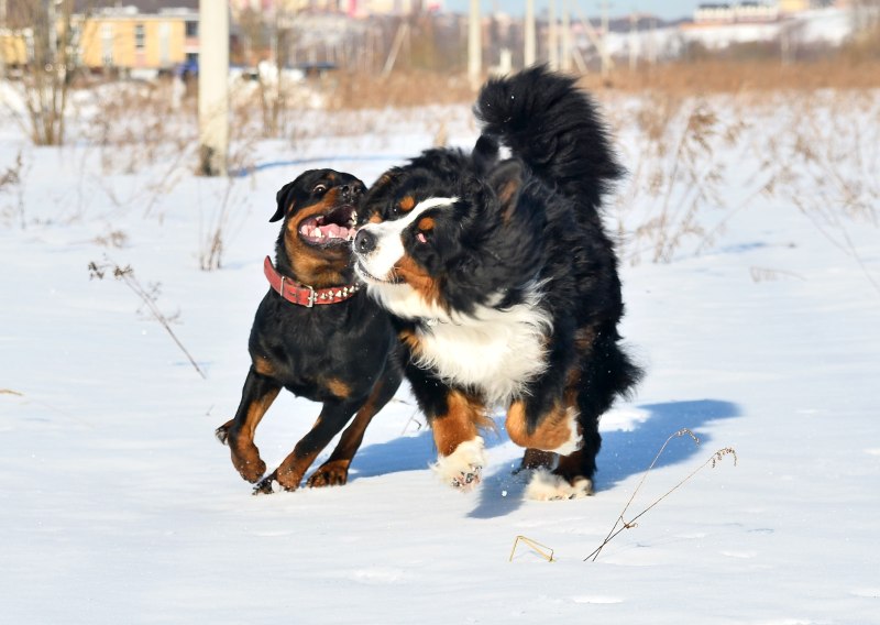 Зигмунд Хунд