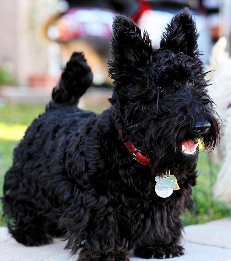 Скотч терьер (шотландский терьер) Scottish Terrier