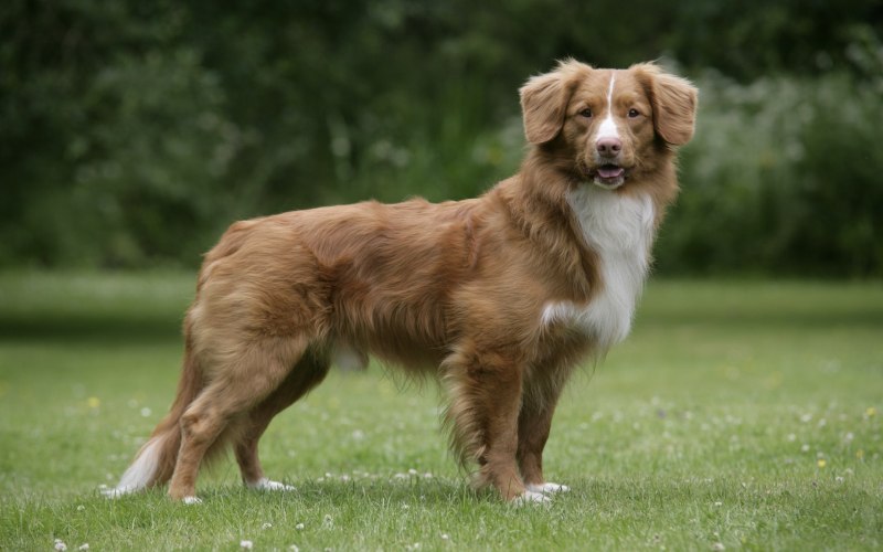 Скотч терьер (шотландский терьер) Scottish Terrier