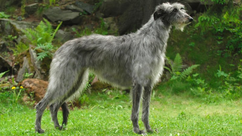 Королевский колли