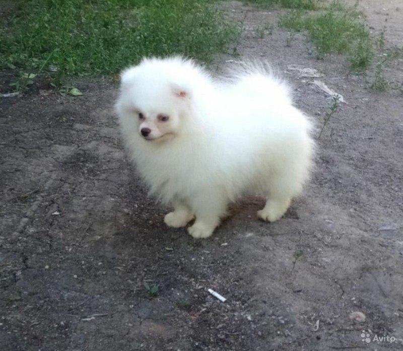 Шпиц окрас Бивер
