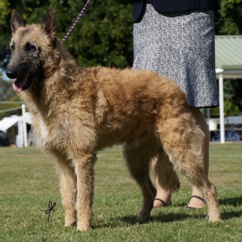 Belgian Shepherd Rescue Texas