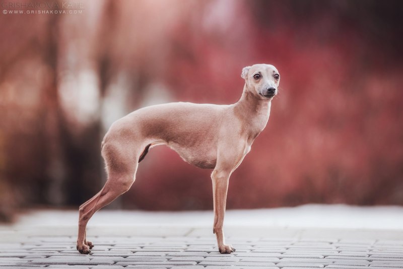 Королевская Левретка