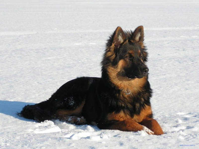 Бернский колли