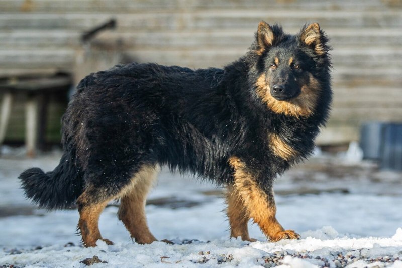 Бордер колли подпалый