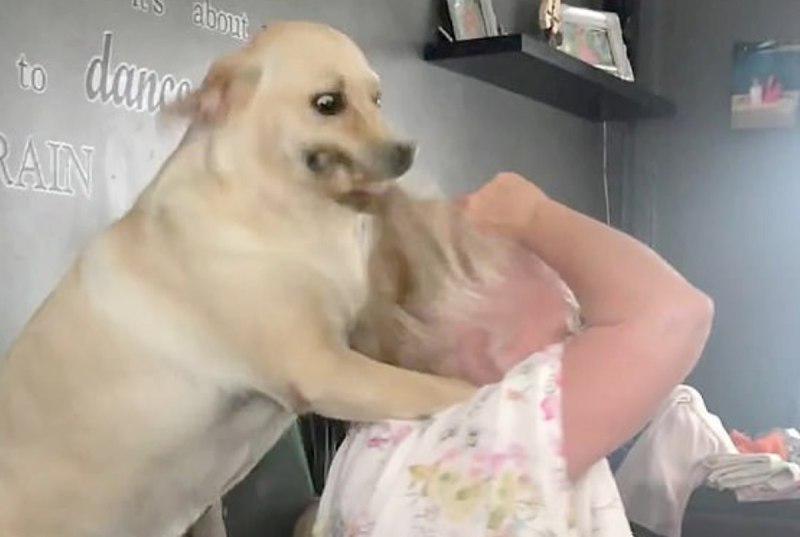 Собака напала на бабушку и щенка