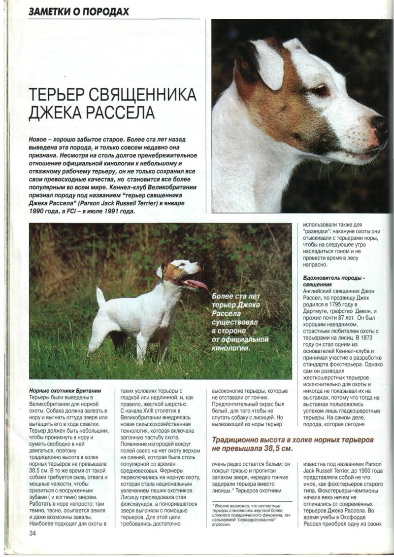 Собака Джек Рассел