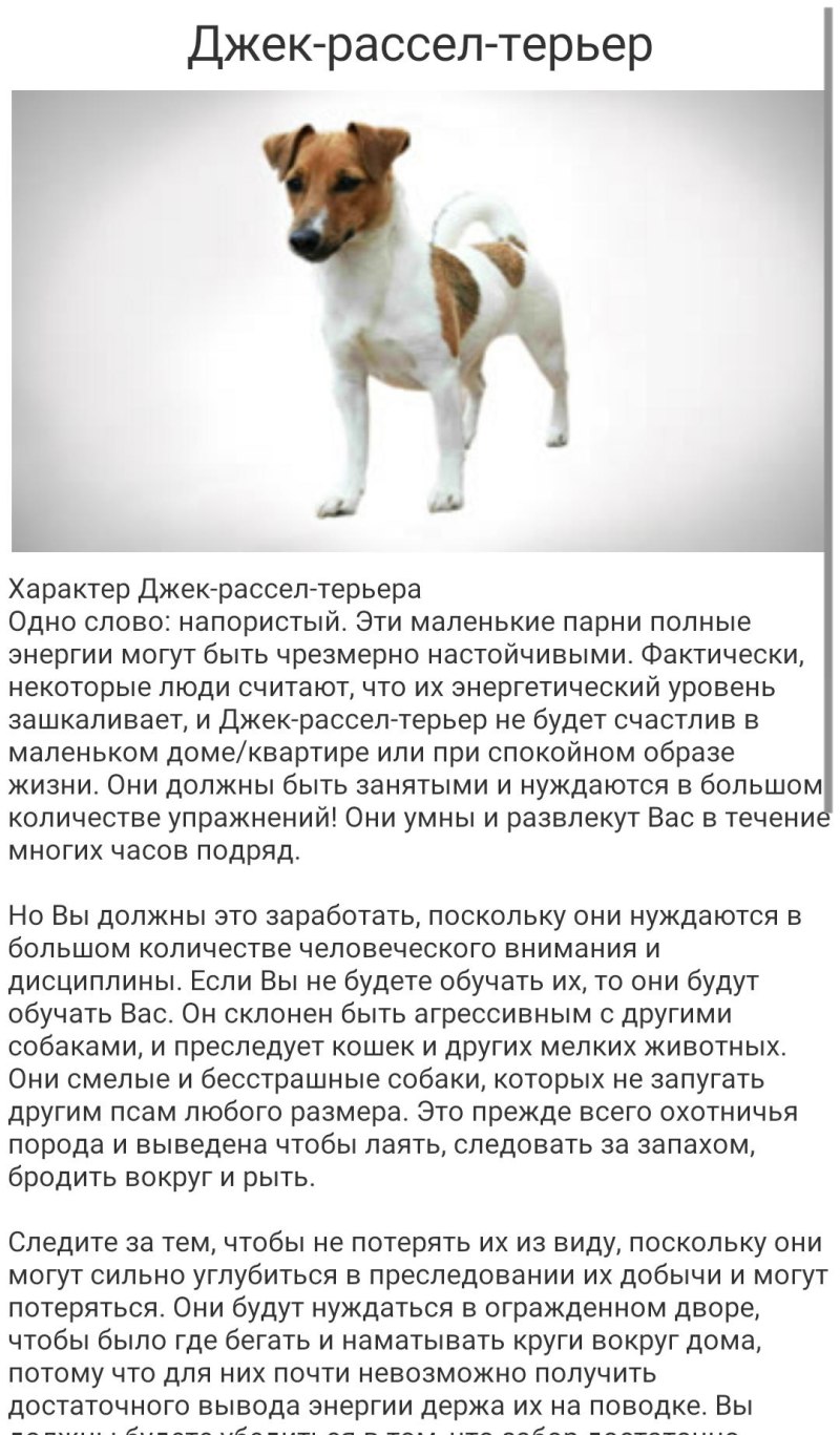 Джек Рассел терьер параметры породы