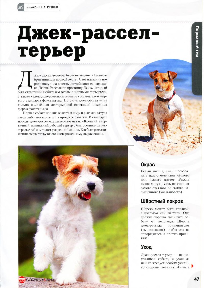 Порода Джек Рассел терьер стандарт породы