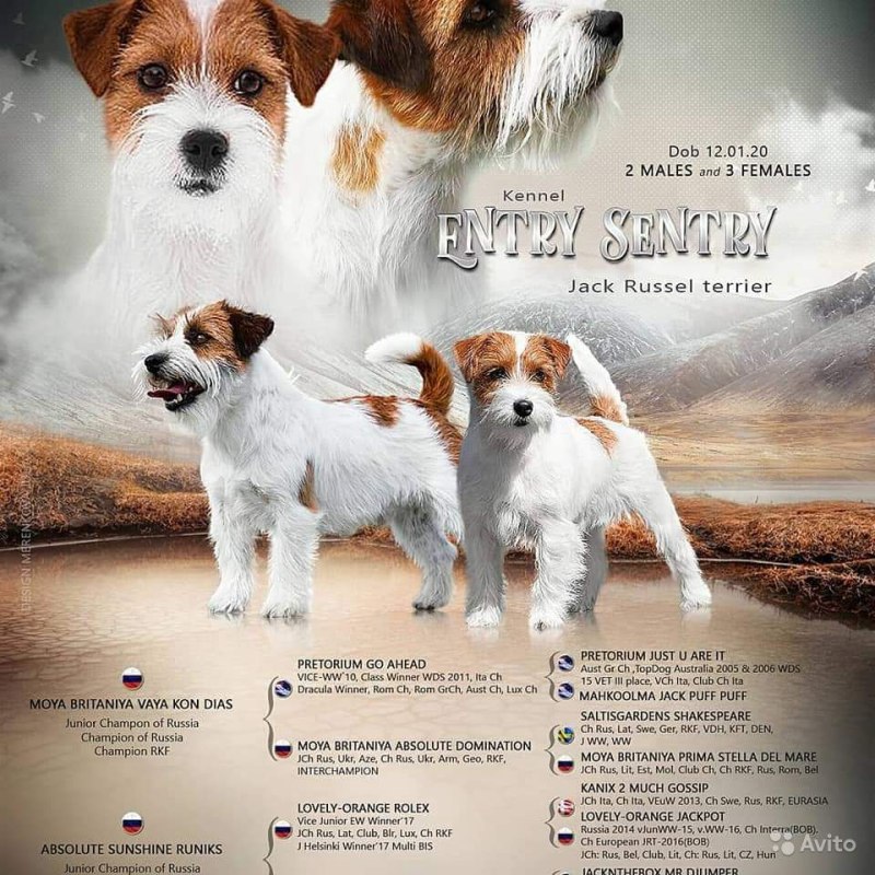Рассел терьер