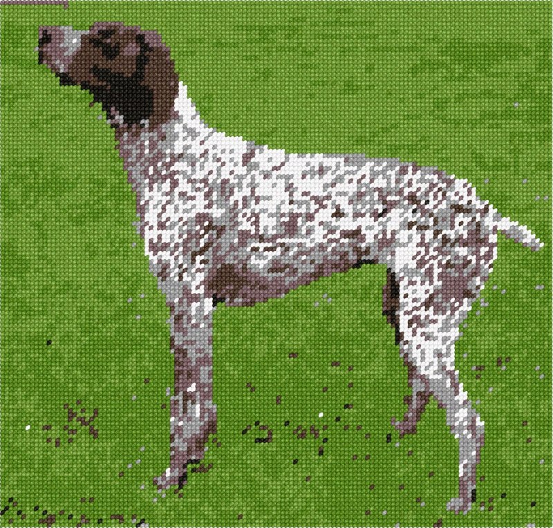 Немецкая легавая короткая шерсть