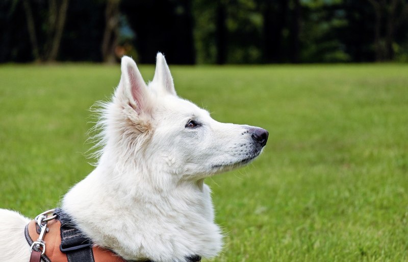 White Swiss Shepherd