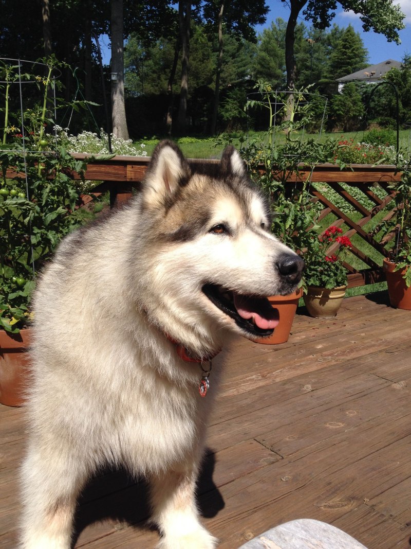 Giant Alaskan Malamute