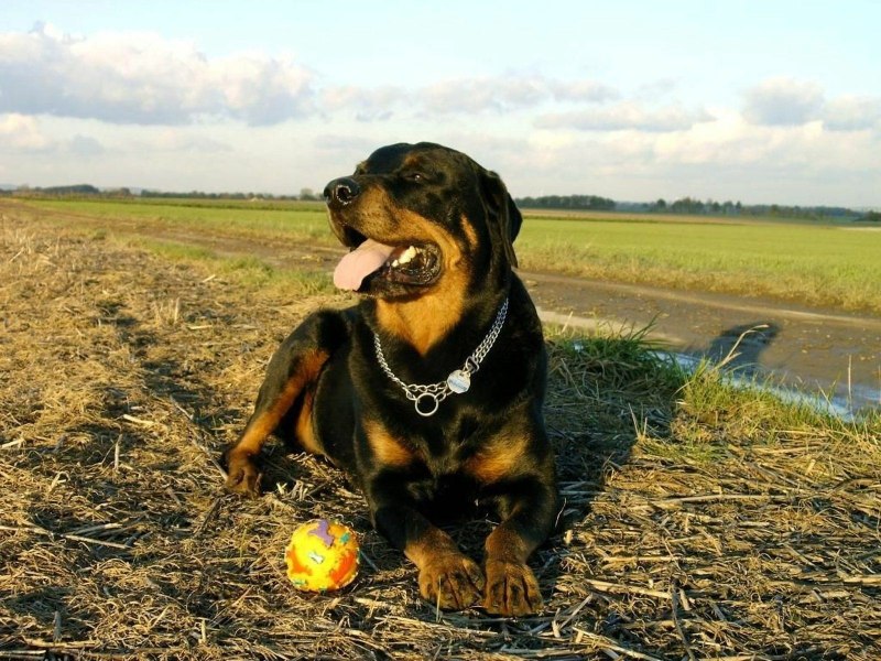 Rottweiler Angry