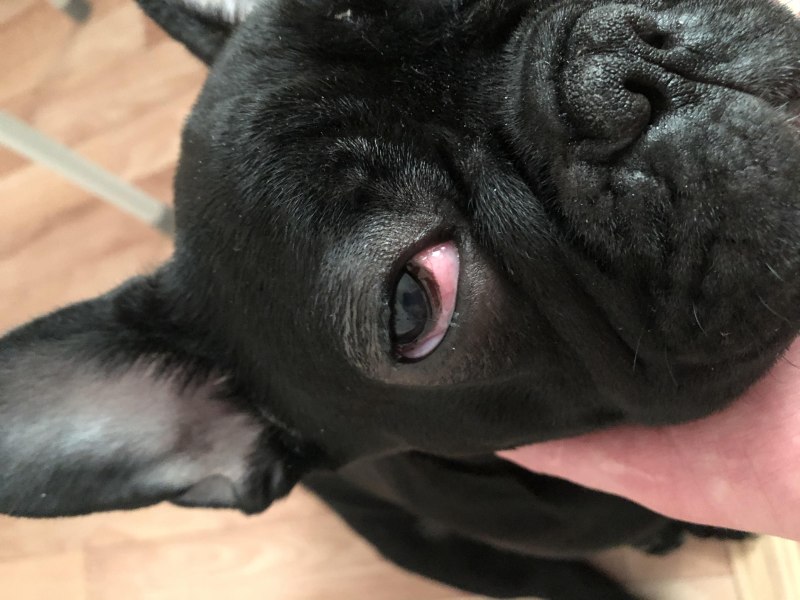 Blue French Bulldog